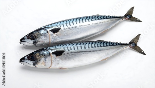 Two mackerel fish, silver bodies with blue stripes, lay together against a white background