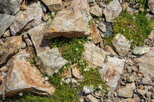 Rock background texture, wall background, stone, abstract. High-altitude plants and flowers growing in stones