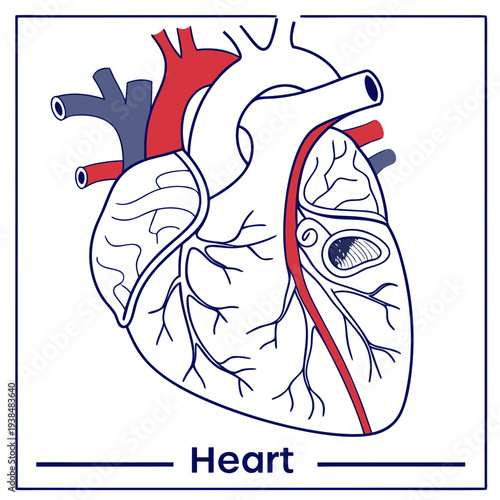 Illustration of the human heart with blood flow and major blood vessels Vector