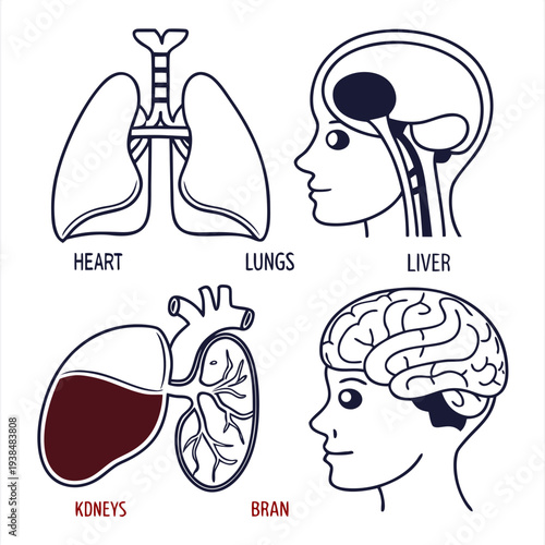 Anatomical diagrams of the human body's respiratory and nervous systems. Vector