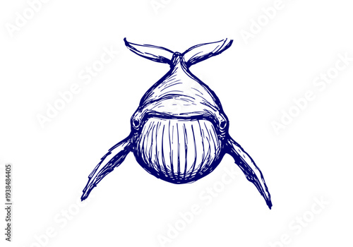 Blue Whale hand drawn simple sketch vector illustration