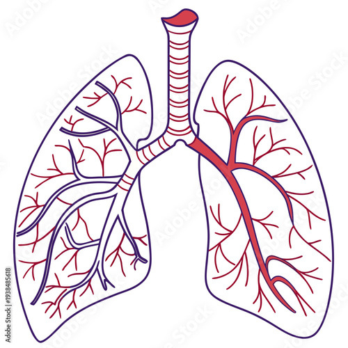 A detailed diagram of the human respiratory system with labeled parts Vector