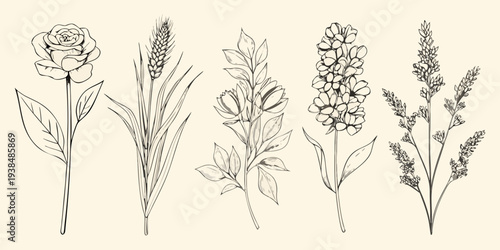 Vintage botanical illustration featuring various flowering plants and grasses