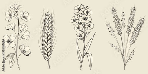 Detailed botanical illustration of various wildflowers and cereal grains