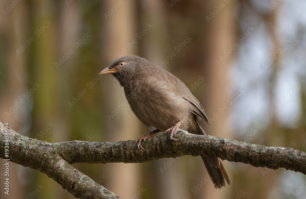 Fototapeta premium A jungle babbler (Argya striata) on a tree branch.