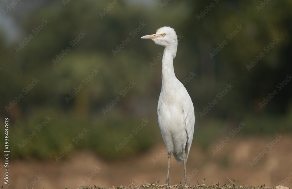 Obraz premium A Elegant Little Egret (Egretta garzetta).