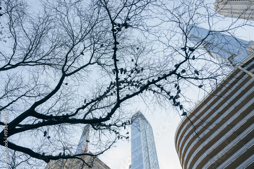 Cuadro en lienzo A stark contrast between the bare branches of a winter tree and towering skyscrapers invites reflection on the dichotomy of nature and urban life in a beautifully framed city perspective