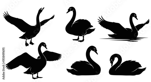 Black Swan Silhouettes Collection: Elegant Poses and Water Scenes