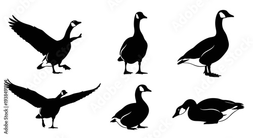 Canada Geese Silhouettes Collection: Flying, Standing, and Resting Poses