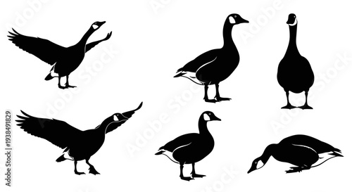 Canada Goose Silhouettes: Diverse Poses of Wild Birds in Flight and Standing