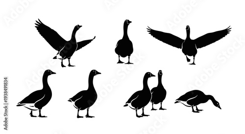 Canada Goose Silhouette Collection: Various Poses of Wild Birds in Flight and Standing