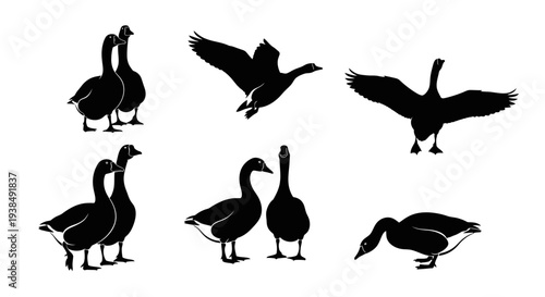Canadian Geese Silhouettes Collection: Flying, Standing, and Grazing Poses