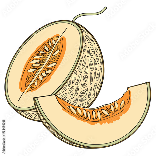 A beautifully illustrated halved cantaloupe melon with seeds visible Vector