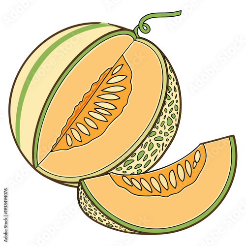 A vibrant illustration of a halved cantaloupe with its juicy orange flesh and green seeds Vector