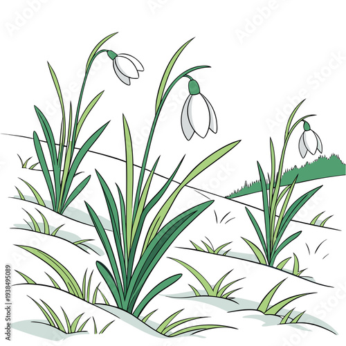A delicate cluster of snowdrops emerging amidst lush green foliage in a natural setting Vector
