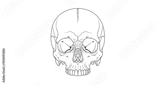 Human Skull Anatomy Detailed Line Drawing.