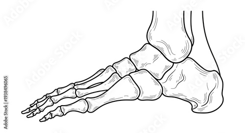 Human Foot Bones Anatomical Illustration.