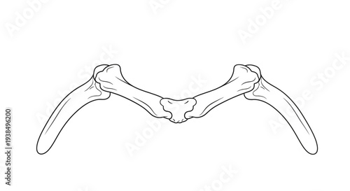 Detailed illustration of human jawbone anatomy.