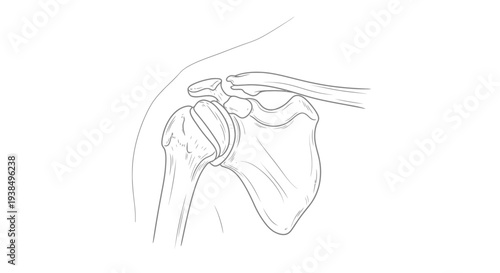 Human Shoulder Joint Anatomical Sketch Illustration.