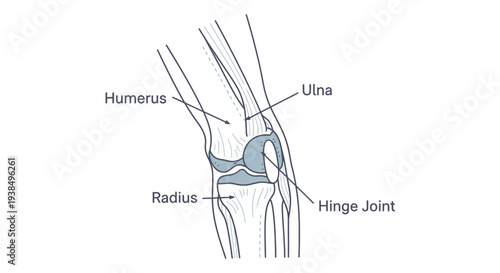 Anatomical Diagram of Human Elbow Joint.