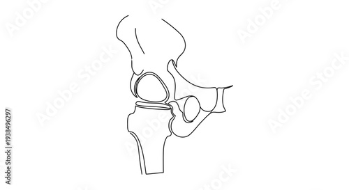 Detailed Illustration of Human Hip Joint Anatomy.