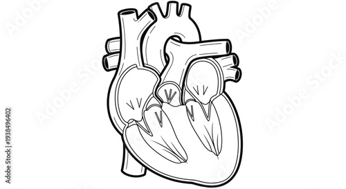 Detailed Anatomical Drawing of Human Heart.