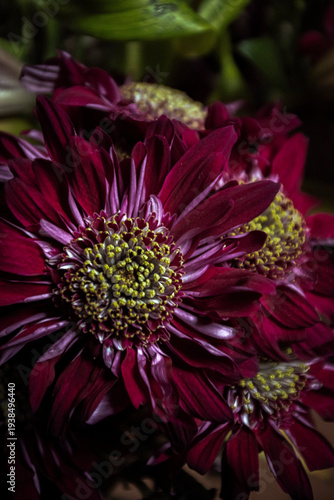 Canvas Print Chrysanthèmes bordeaux