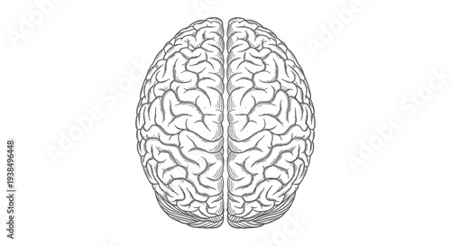 Human Brain Illustration Detailed Anatomy Drawing.