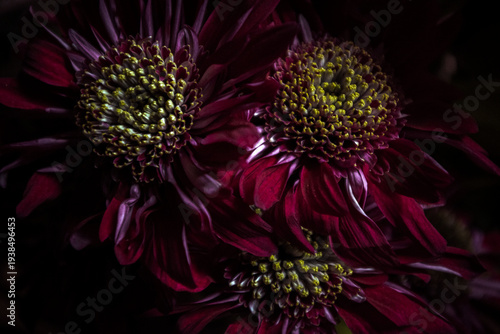 Fotografie Chrysanthèmes dans l'ombre