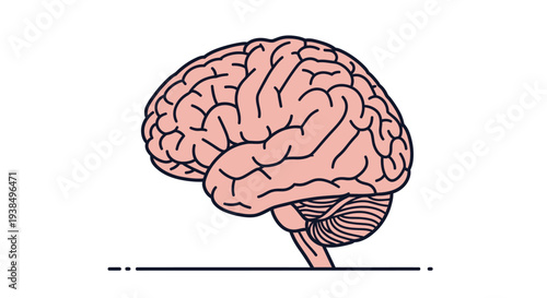 Human Brain Anatomy Illustration Side View.