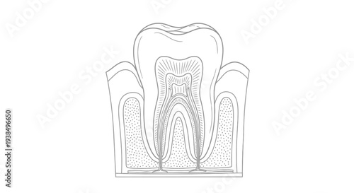 Tooth Anatomy Illustration Outline Dental Diagram.