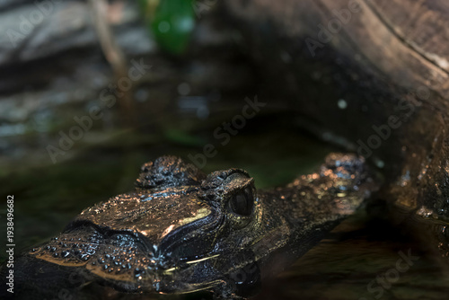 The Dwarf Crocodile (Osteolaemus tetraspis).