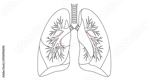 Human Lungs Anatomy Diagram Illustration.