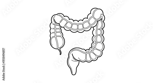 Human Large Intestine Anatomy Illustration.