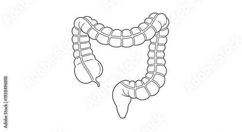 Detailed Illustration of Human Large Intestine Anatomy.
