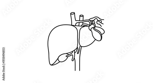 Human Liver Anatomy Illustration Detailed View.