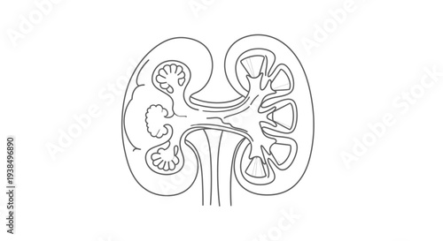 Detailed Anatomical Illustration of Human Kidney Structure.
