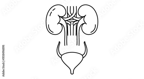 Human Kidney Anatomy Diagram Illustration.