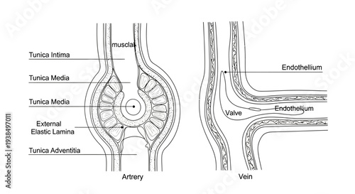 Detailed Anatomical Diagram of Artery and Vein.