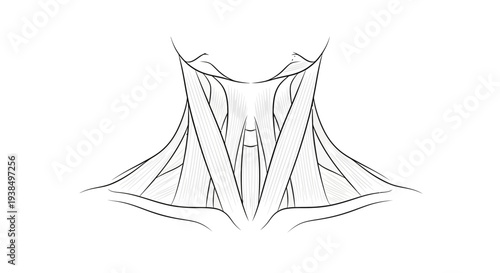 Black and White Butterfly Illustration.