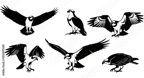 Collection of Osprey Birds in Flight and Perched, Silhouette Style