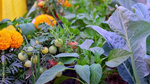 Small vegetable garden with ripening cherry tomatoes, leafy greens, and bright marigold flowers, gently swaying in the breeze.