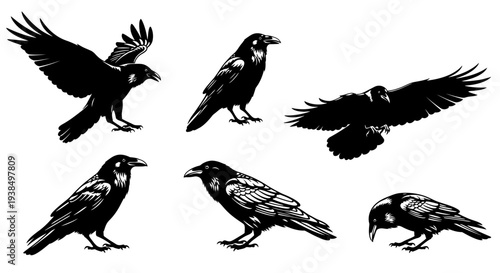 Collection of Black Raven Silhouettes in Various Poses
