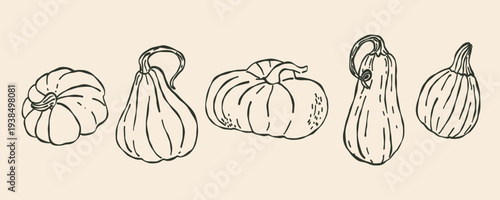 Hand drawn autumn pumpkins set illustration. Doodle harvesting vegetable. Whimsical element for thanksgiving, fall season