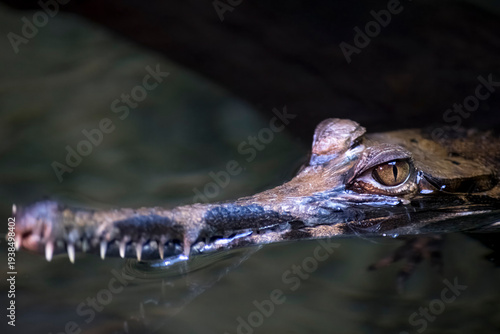 The False Gharial (Tomistoma schlegelii).