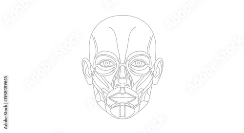 Detailed Human Head Facial Anatomy Illustration.