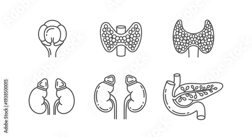 Human Endocrine Glands Anatomical Illustrations.