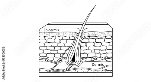 Detailed Diagram of Human Skin Layers.