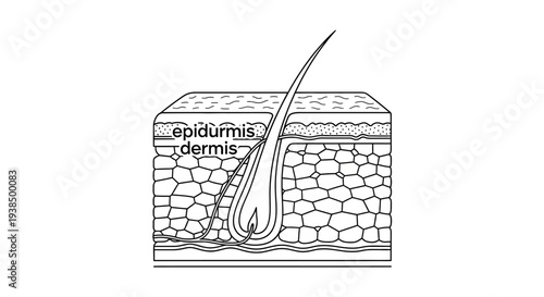 Human Skin Layers Diagram Illustration Anatomy.