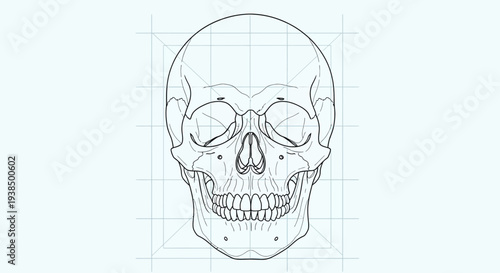 Human Skull Anatomy Detailed Line Drawing.
